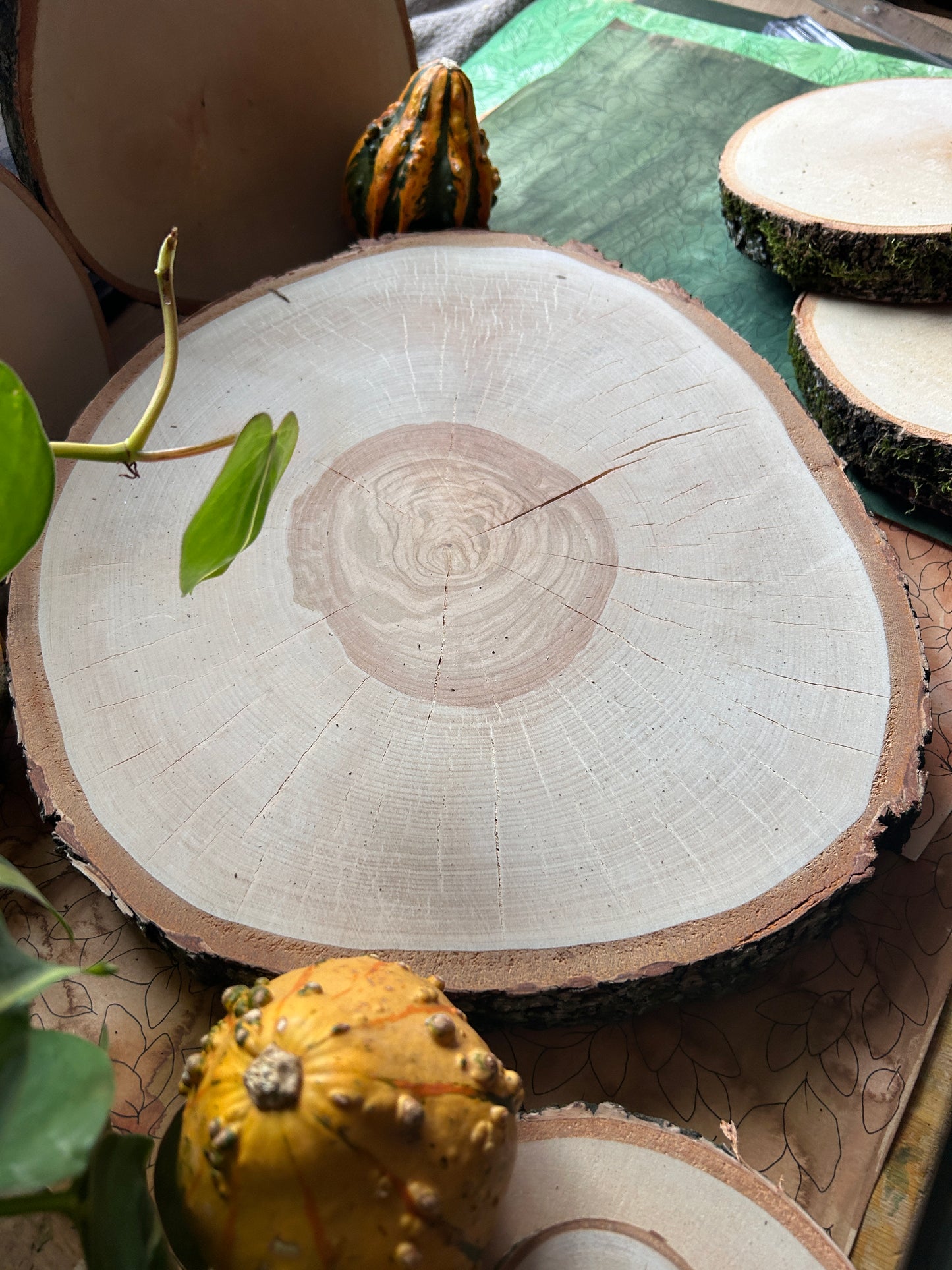 Birkenscheibe auf Wunsch (34cm ø)