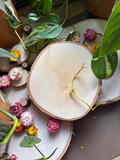 Birkenscheibe auf Wunsch