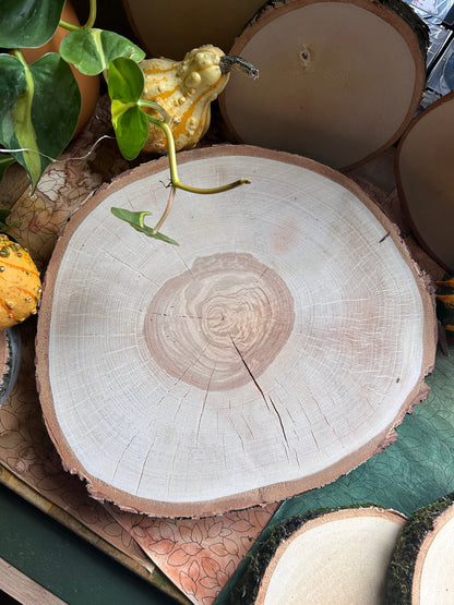 Birkenscheibe auf Wunsch (34cm ø)